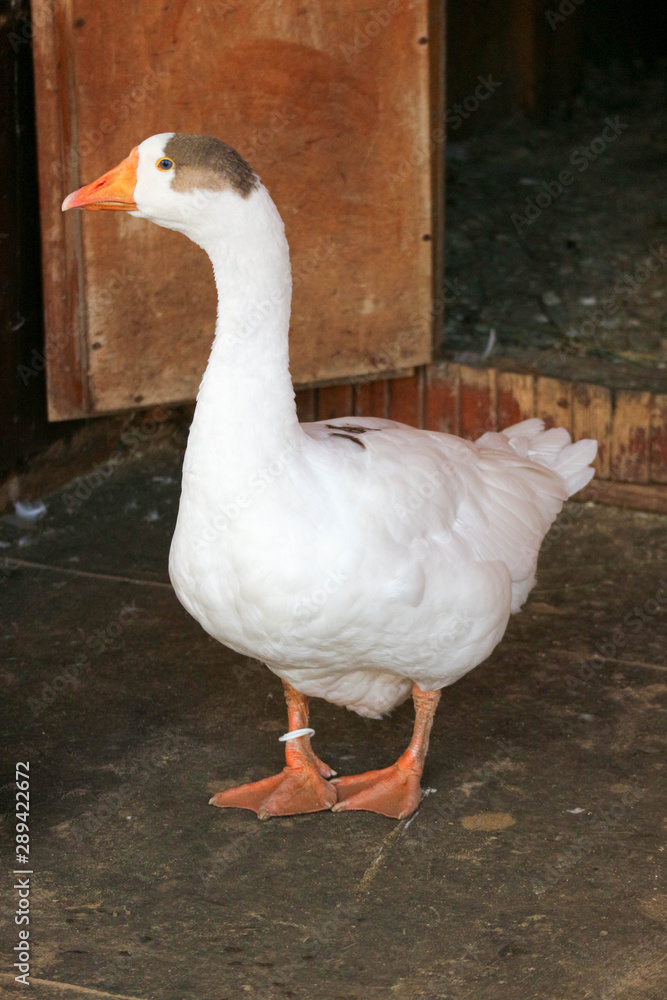 Fat goose on a farm closeup Fat goose on a farm closeup