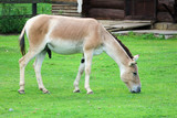 Asian wild ass (Equus hemionus) on a green grass