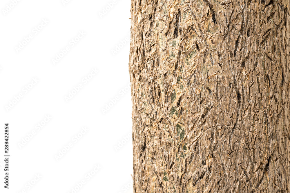 Moringa tree trunk close up with white background Moringa tree trunk close up with white background
