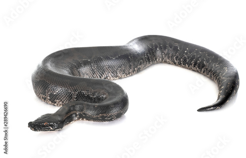 python black curtus