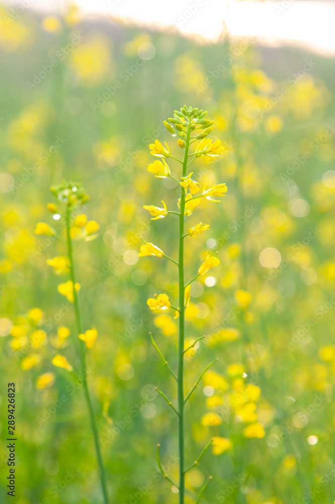 Obraz premium 朝日で輝く菜の花