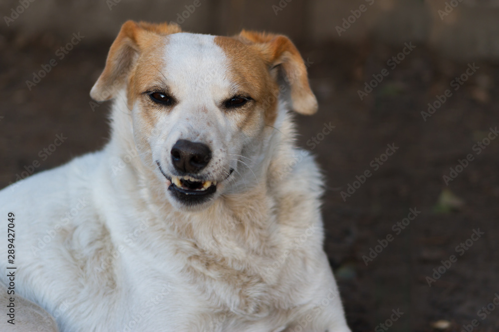 dog growling and showing teeth aggressively