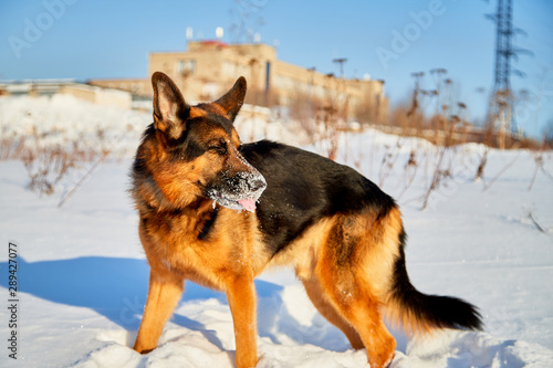 Dog German Shepherd in a winter day © keleny
