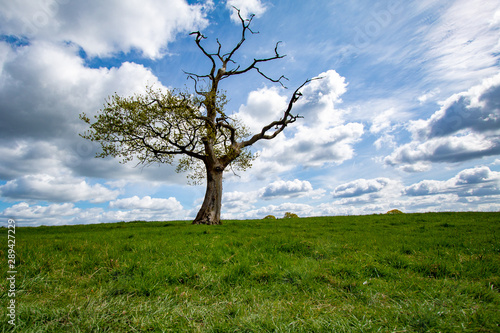 tree in the field