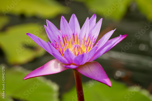 Beautiful pink water lily or lotus flower in pond