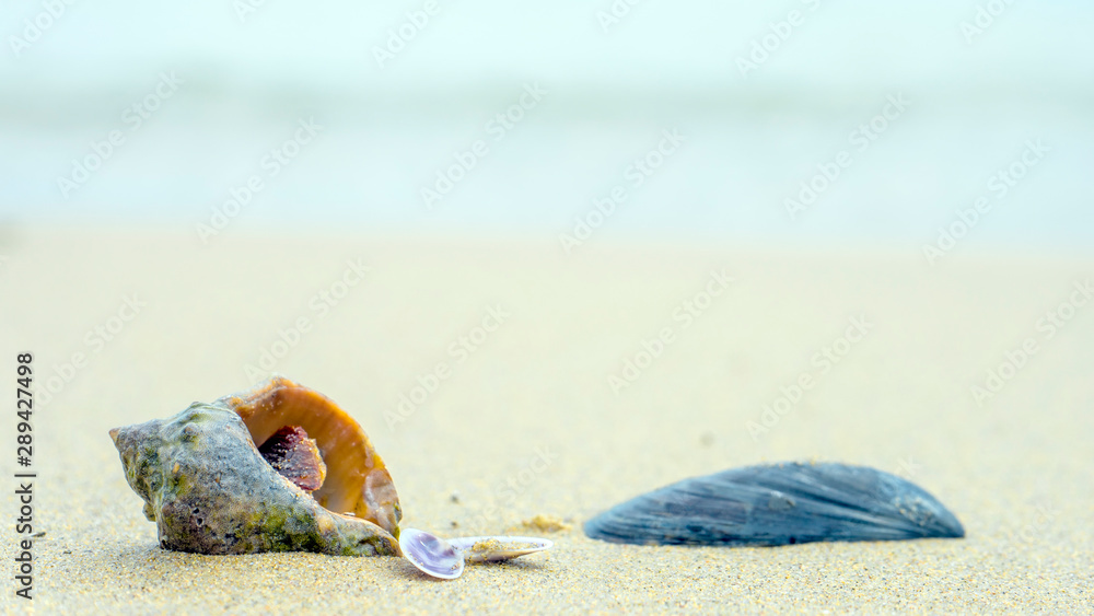 Conch shell on beach with waves. Backgraund. Conch shell on beach with waves. Backgraund.