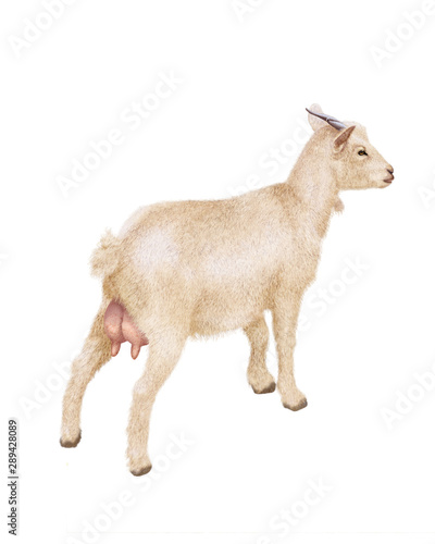 Tableau sur toile chèvre, laitière,  mamelles, animal, ferme, blanc,  mollet, isolé, noir, fond bl