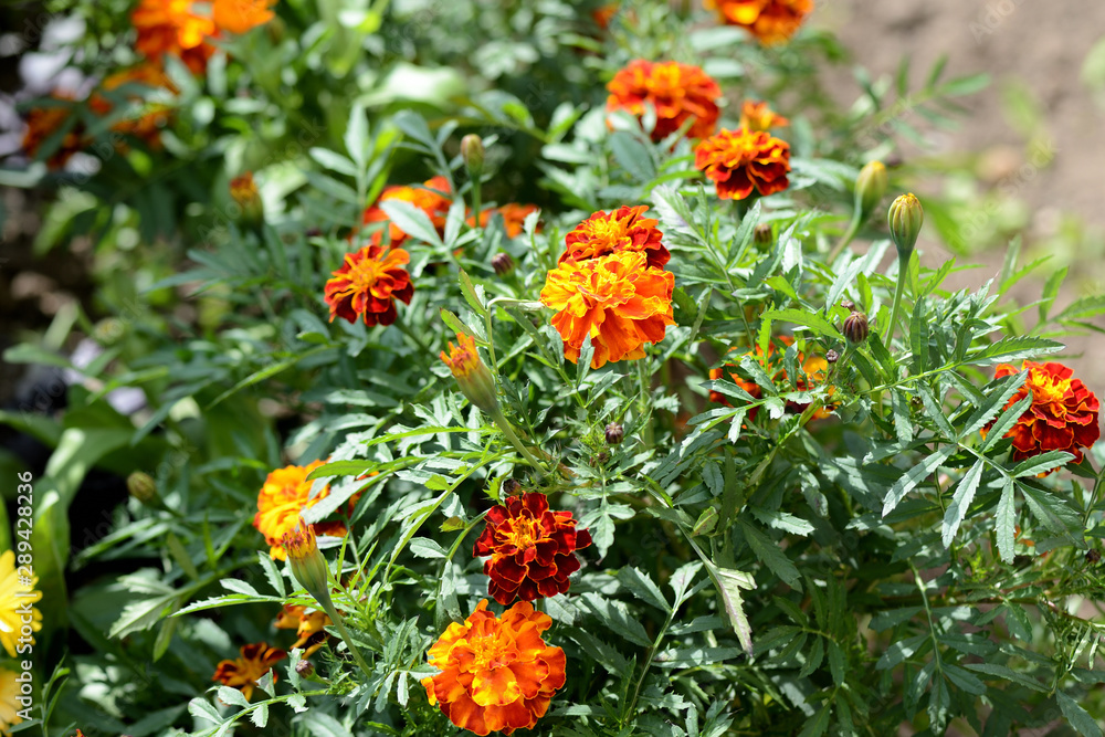 Beautiful marigolds bloom in the summer garden on a bright sunny day Beautiful marigolds bloom in the summer garden on a bright sunny day