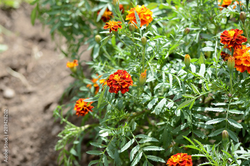Beautiful marigolds bloom in the summer garden on a bright sunny day