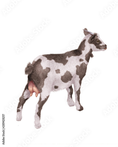 chèvre, laitière, mamelles, animal, ferme, blanc et noir, mollet, isolé, noir, fond blanc, bétail, agriculture, mammifère, gazon, jeune, lait, debout, prairie, champ, mouton, rural, de dos