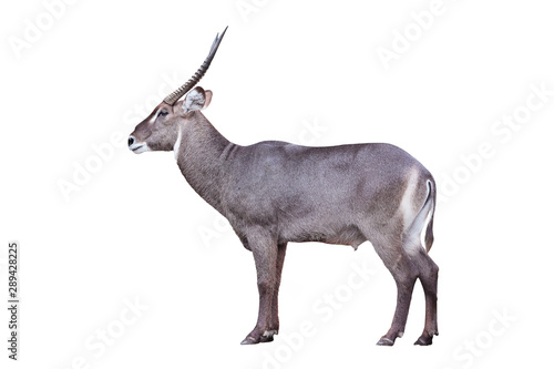 Male Waterbuck Antelope Wildlife Isolated on White Background with Clipping Path photo