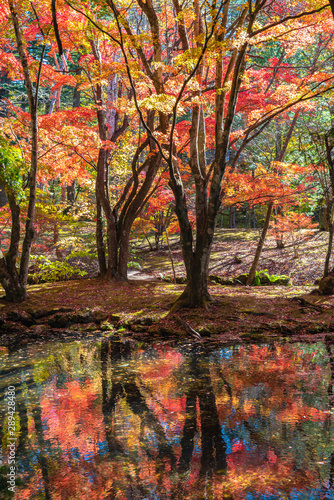 Colorful fall foliage reflecting on surface in sunny day in Kumobaike Pond, Karuizawa, Japan. Multicolor beautiful seasonal concept backgrounds