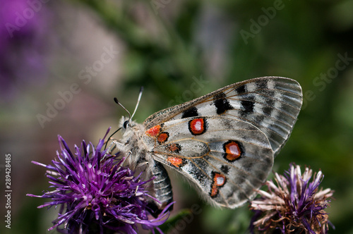 Apollofalter