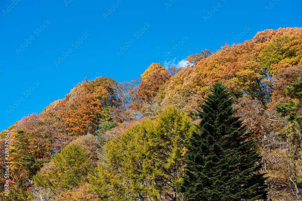 Multicolor beautiful Autumn landscape background. Colorful fall foliage in sunny day with blue sky