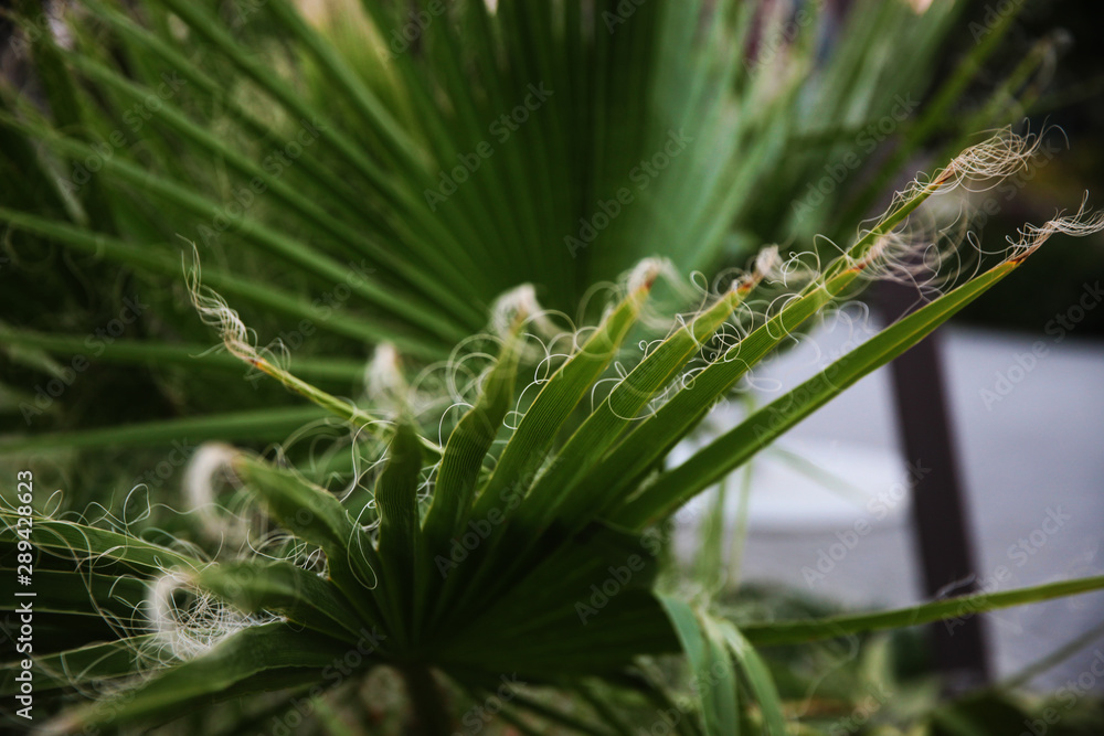Fringed palm leaves closeup concept. Close view of palm leaves. Fringed palm leaves closeup concept. Close view of palm leaves.