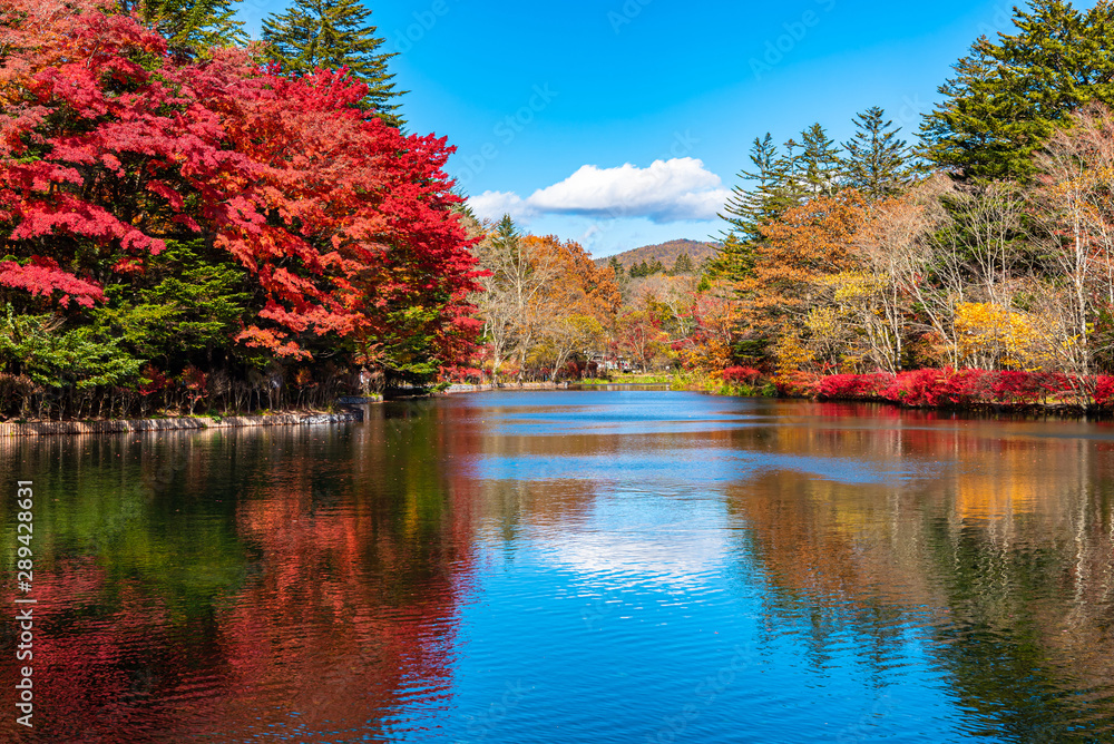 Kumobaike Pond autumn foliage scenery view, multicolor reflecting on surface in sunny day. Colorful trees with red, orange, yellow, golden colors around the park in Karuizawa, Nagano Prefecture, Japan Kumobaike Pond autumn foliage scenery view, multicolor reflecting on surface in sunny day. Colorful trees with red, orange, yellow, golden colors around the park in Karuizawa, Nagano Prefecture, Japan