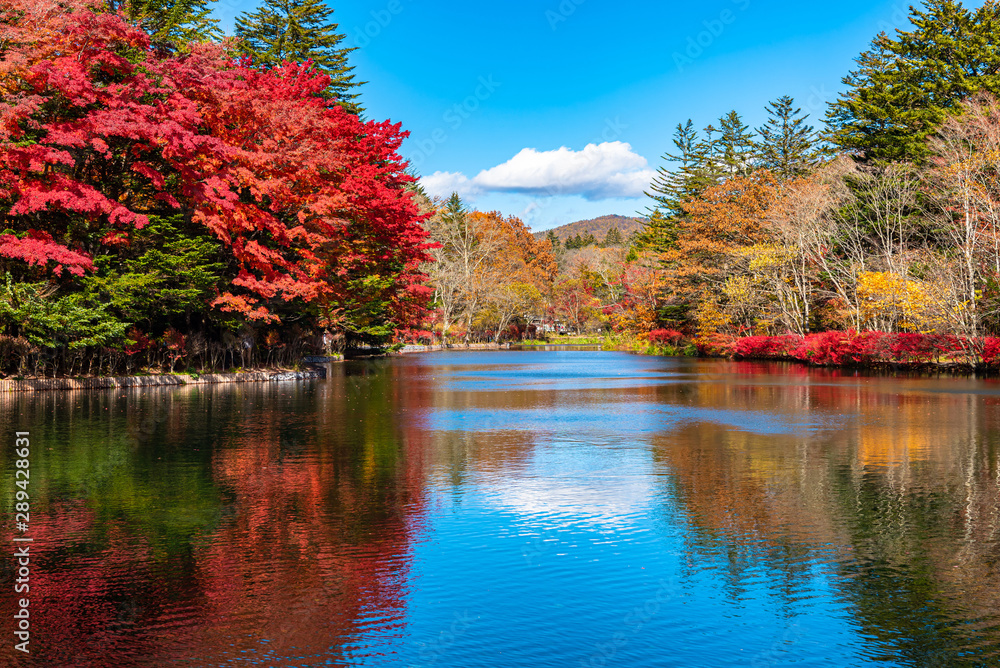 Kumobaike Pond autumn foliage scenery view, multicolor reflecting on surface in sunny day. Colorful trees with red, orange, yellow, golden colors around the park in Karuizawa, Nagano Prefecture, Japan