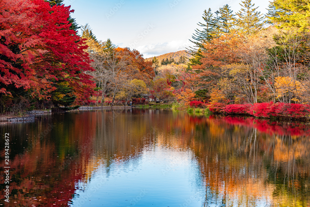 Kumobaike Pond autumn foliage scenery view, multicolor reflecting on surface in sunny day. Colorful trees with red, orange, yellow, golden colors around the park in Karuizawa, Nagano Prefecture, Japan