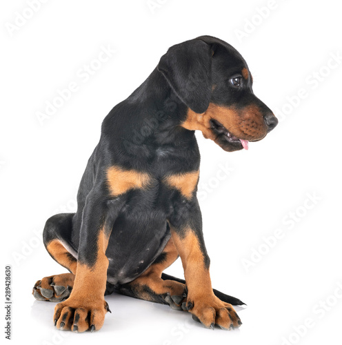  puppy Doberman Pinscher