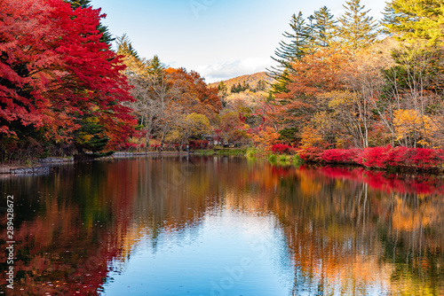 Kumobaike Pond autumn foliage scenery view, multicolor reflecting on surface in sunny day. Colorful trees with red, orange, yellow, golden colors around the park in Karuizawa, Nagano Prefecture, Japan © Shawn.ccf