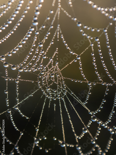 Abstract spider web