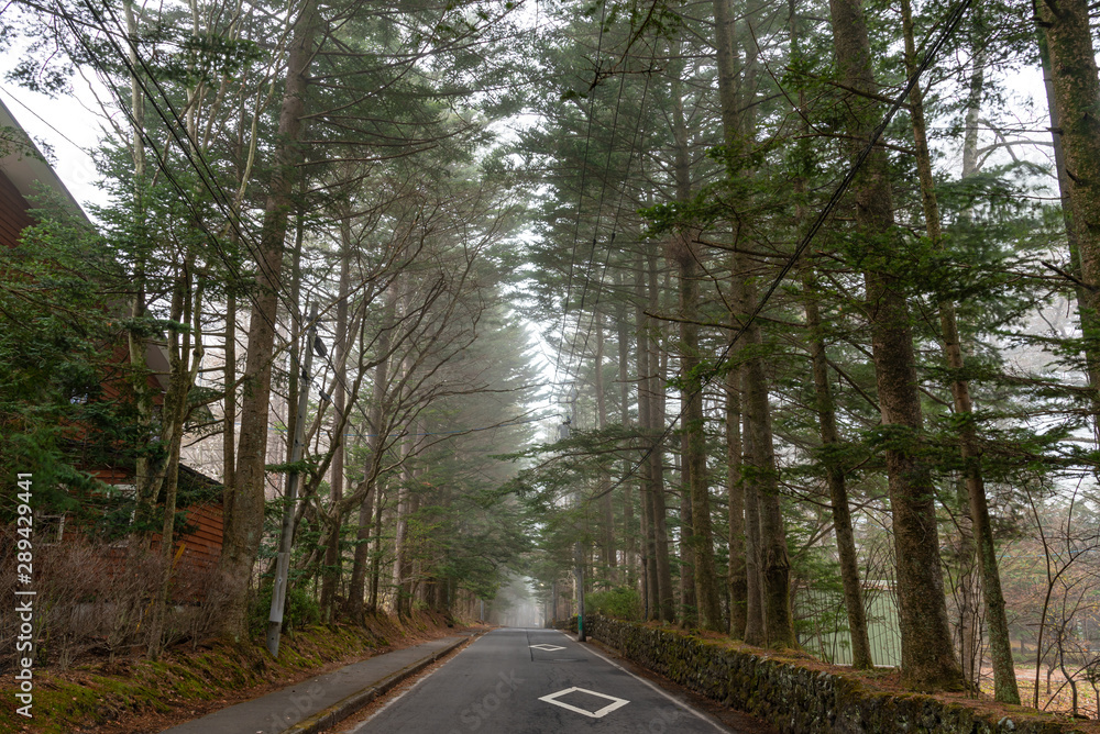 Obraz premium Karuizawa spring scenery street view, giant trees around the road in foggy day. Famous tourist attractions. Karuizawa, Nagano Prefecture, Japan