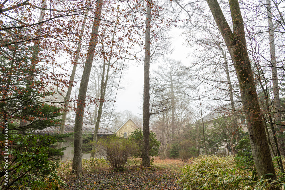 Obraz premium Karuizawa spring scenery view, one of best-known resort villages in Japan. giant tree around the country house in foggy day. Nagano Prefecture, Japan