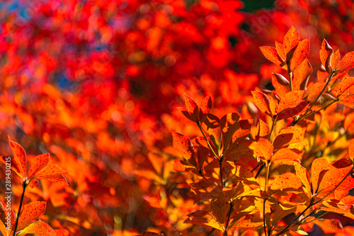 Close-up Enkianthus ( Dodan-Tsutsuji ) fall foliage in sunny day. beautiful autumn landscape background