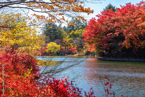 Kumobaike Pond autumn view, multicolor reflecting on surface in sunny day. Colorful trees with red, orange, yellow, golden colors around the park in Karuizawa, Nagano Prefecture, Japan - Oct 31, 2018 photo