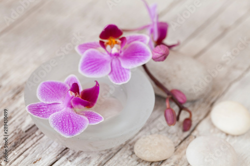 Pink Orchid Flower Still Life