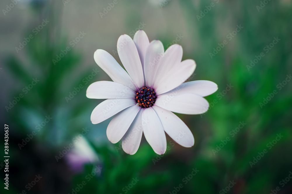 purple eyes african white daisy flower solitary macro background purple eyes african white daisy flower solitary macro background