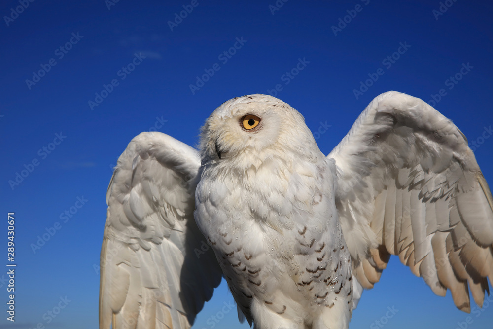 Obraz premium Schnee-Eule (Bubo scandiacus)