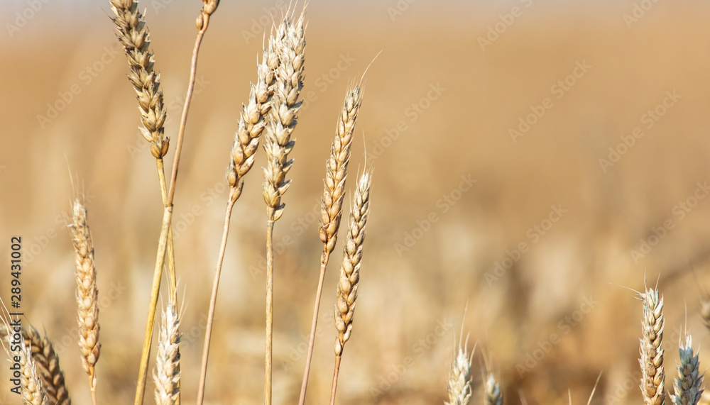 Ripe ears of wheat grow on the nature Ripe ears of wheat grow on the nature