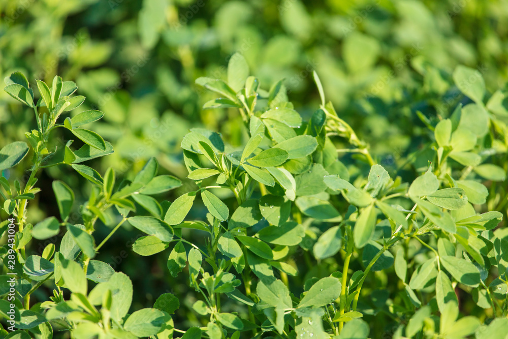 Green clover leaves in nature Green clover leaves in nature