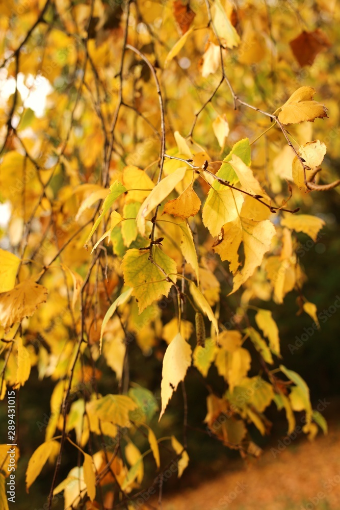 Autumn leaves background. Birch branches with golden leaves in bright sunshine. Autumn nature background.Fall season Autumn leaves background. Birch branches with golden leaves in bright sunshine. Autumn nature background.Fall season