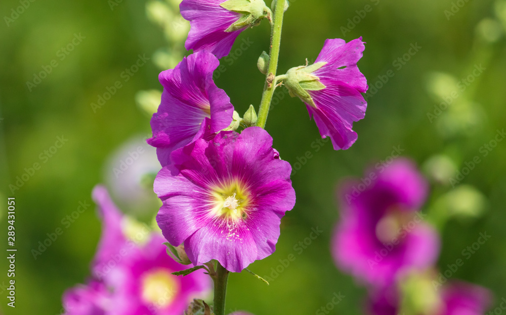 Pink flowers grow in the garden Pink flowers grow in the garden