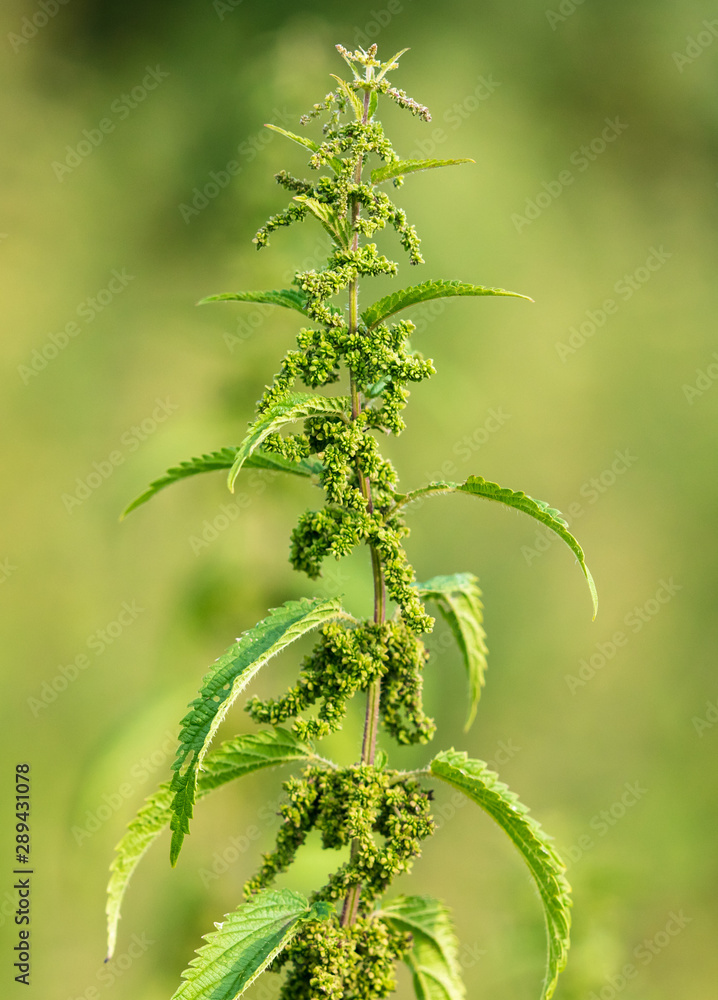 Seeds on the nettle in nature Seeds on the nettle in nature