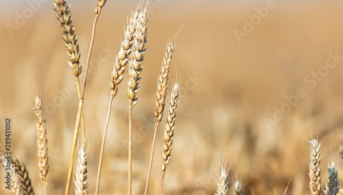 Ripe ears of wheat grow on the nature