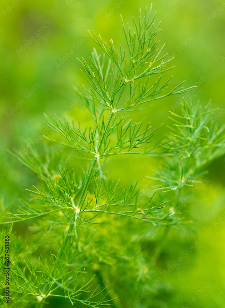 Green leaves on dill as a background Green leaves on dill as a background