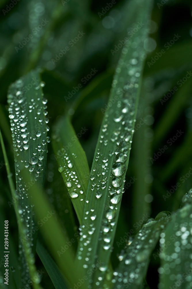Green grass with dew drops on it. Green grass with dew drops on it.