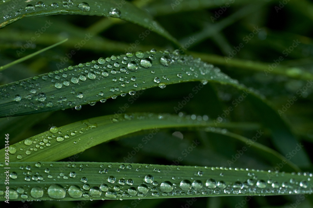 Green grass with dew drops on it. Green grass with dew drops on it.