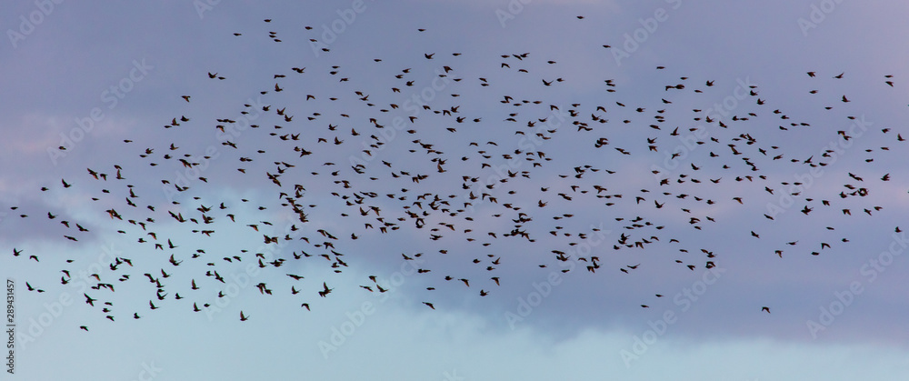 Flock of birds in the sky at sunset Flock of birds in the sky at sunset