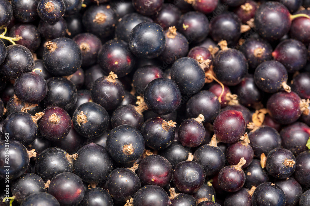 Ripe blackcurrant berries as a background Ripe blackcurrant berries as a background
