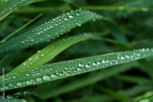 Green grass with dew drops on it.