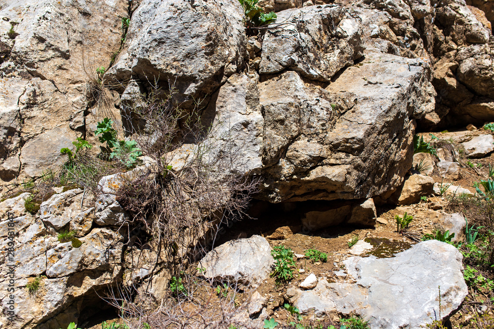 Dry tree on the rocks in the mountains Dry tree on the rocks in the mountains
