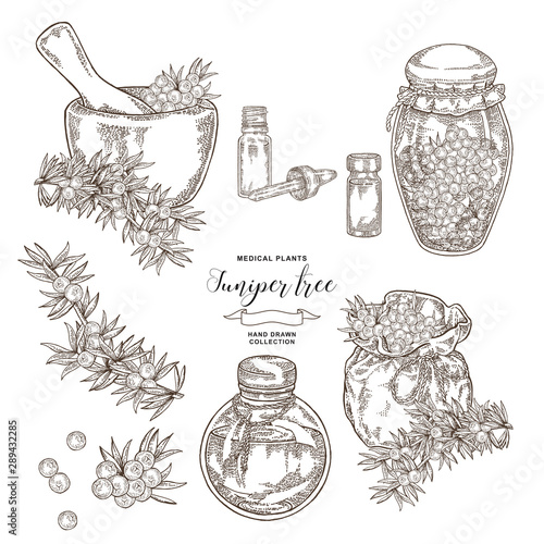 Juniper tree branch. Berries of Juniper with glass bottles and jars. Hand drawn medical plants. Vector illustration botanical. Engraving style