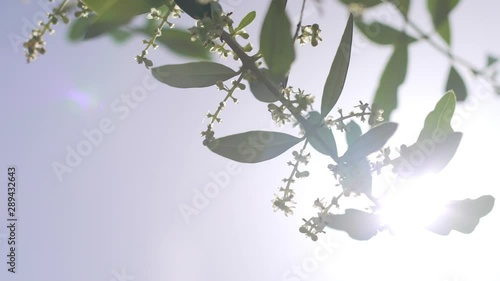 Slow motion shot of the flowers of an olive tree in the backlit. Branch of a blooming olive tree with a bud of whitish flowers in spring or summer in Italy. 