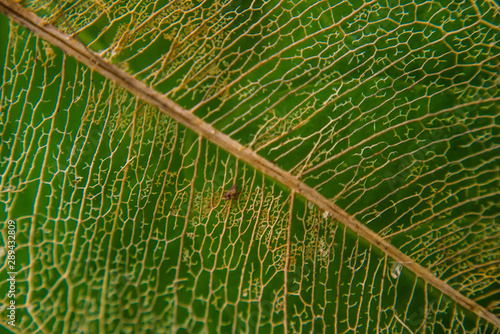 closeup of a leaf