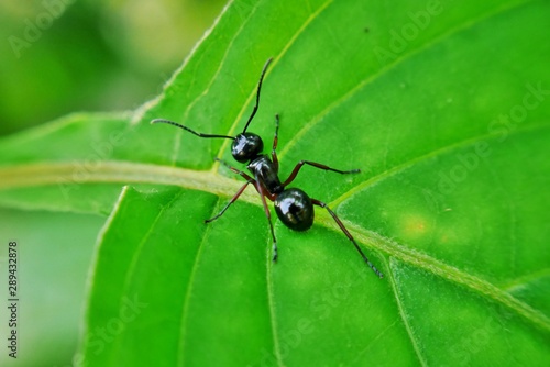 ant on leaf © Phalathip