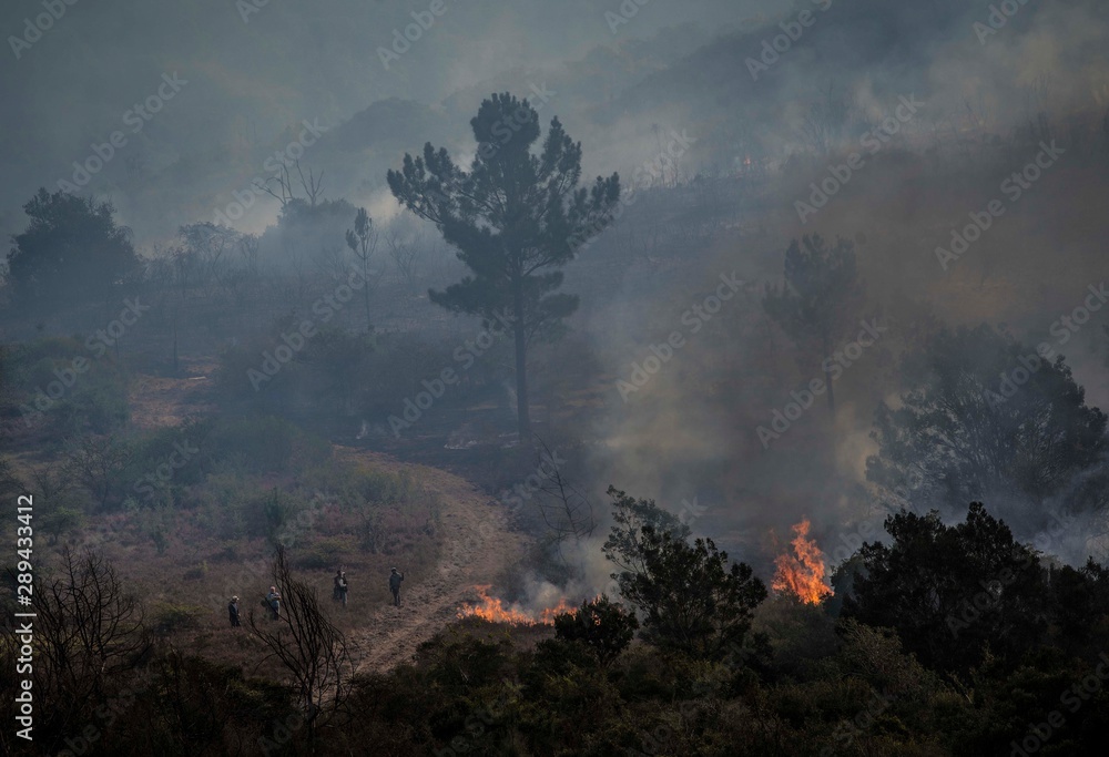 Fototapeta premium A bushfire in the Bergrivier area of South Africa